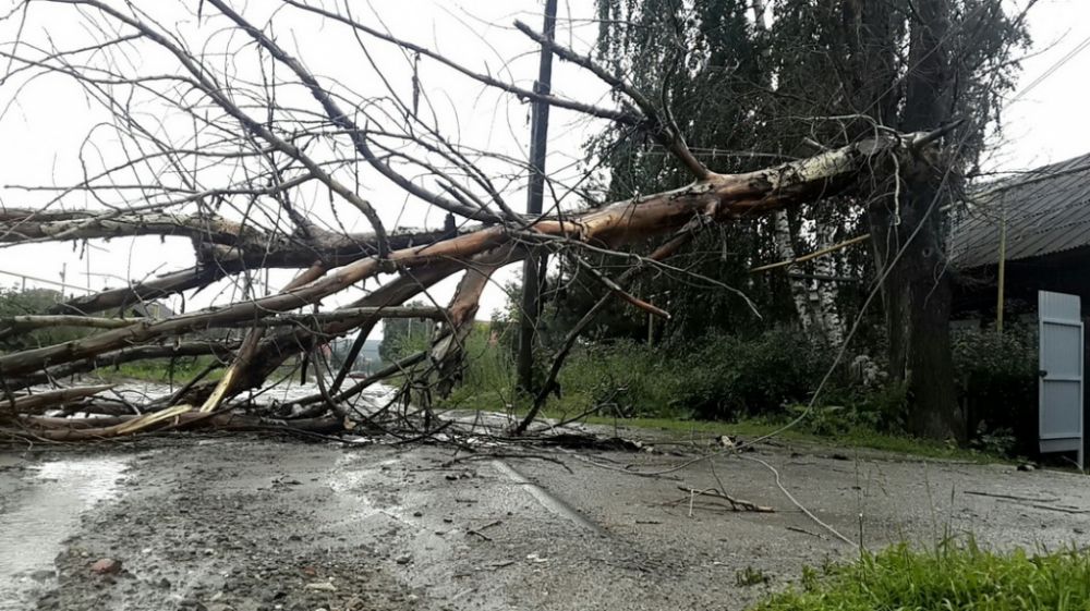 В Мелитополе и Бердянске ветер повалил деревья (Фото)