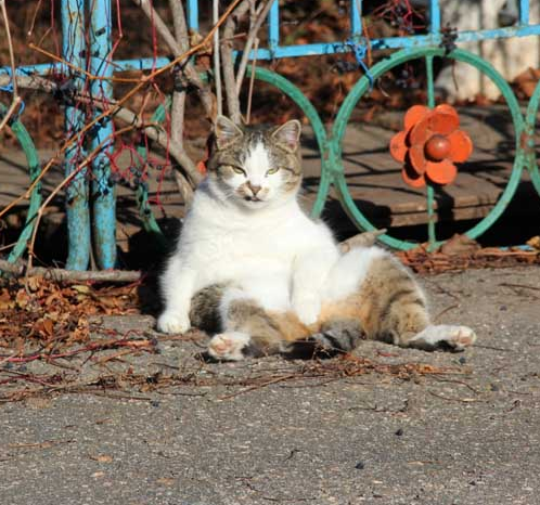 В Запорожской области засняли забавного кота в необычной позе (Фото)