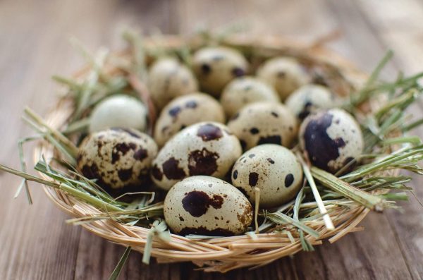 В зоопарке Запорожской области засняли любителя перепелиных яиц (Фото)