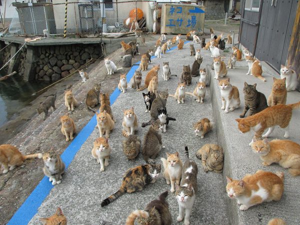 В Бердянске планируют создать приют для кошек