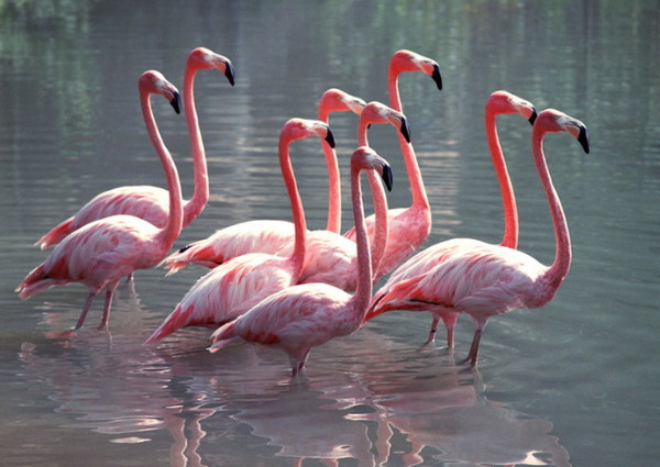 В запорожском зоопарке засняли фламинго за водными процедурами (Видео)