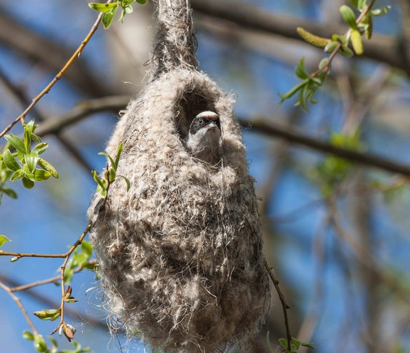 Фотофакт: житель Запорожской области показал гнездо-рукавичку редкой птицы