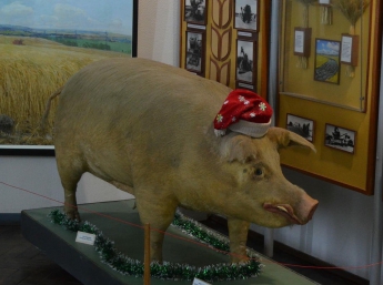 Символ года: в Запорожской области горожанам предлагают сделать снимок с гигантским кабаном (Фото)