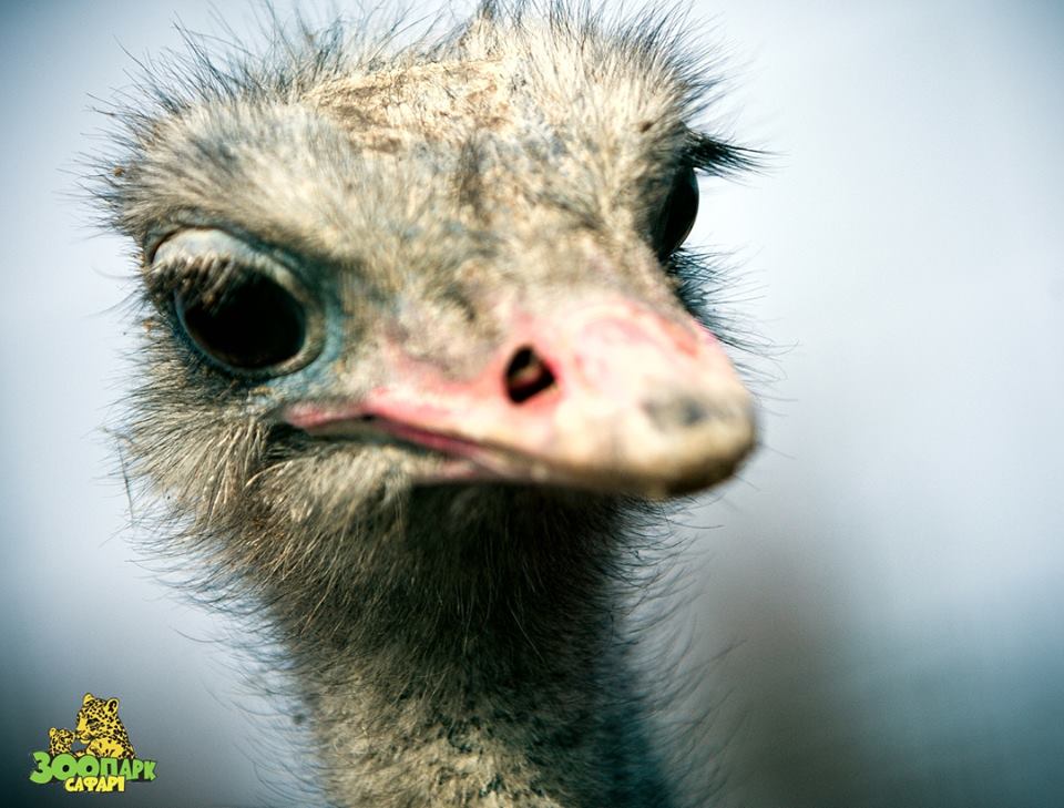 В сети появились снимки любопытного страуса, суровой обезьяны и колючего дикобраза из зоопарка в Запорожской области (Фото)