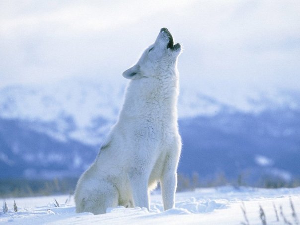 В сети появились снимки щедрых луговых собачек, белых полярных волков и общительных гусей из зоопарка в Запорожской области (Фото)