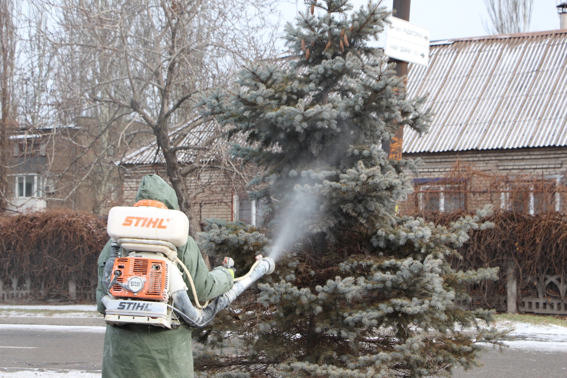 Как в Запорожье защищают елки и сосны от вандалов (Фото)