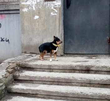 В Запорожье разыскивают хозяев потерявшейся собаки с двумя ошейниками