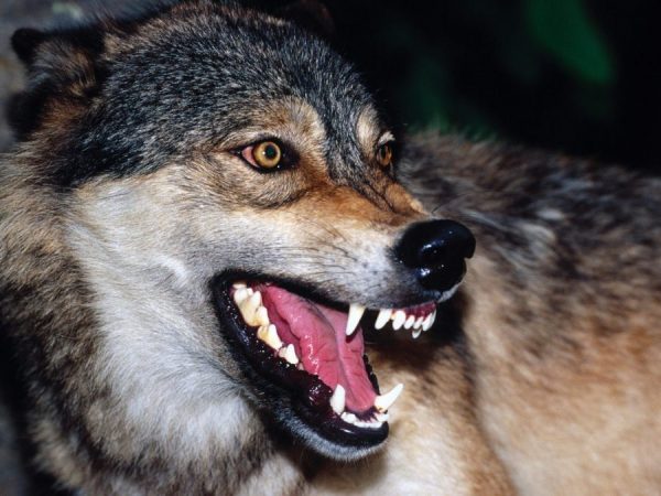 Женщина, на которую напал волк в Запорожской области, находится в тяжелом состоянии