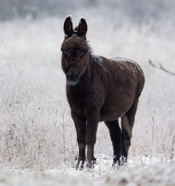 Житель Запорожья запечатлел на зимней Хортице лошадей и ослика (Фото)