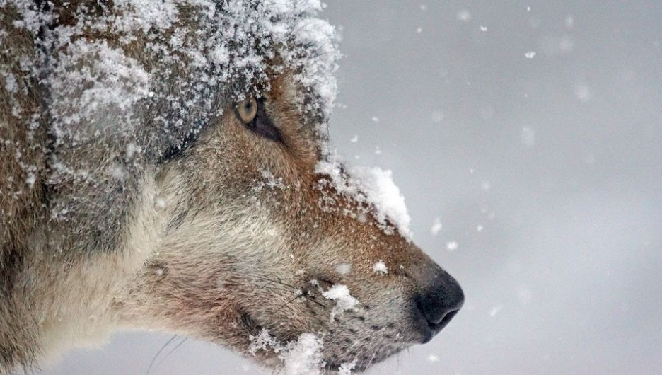Нападение волка на жителей Запорожской области: животное не было бешеным (Видео)