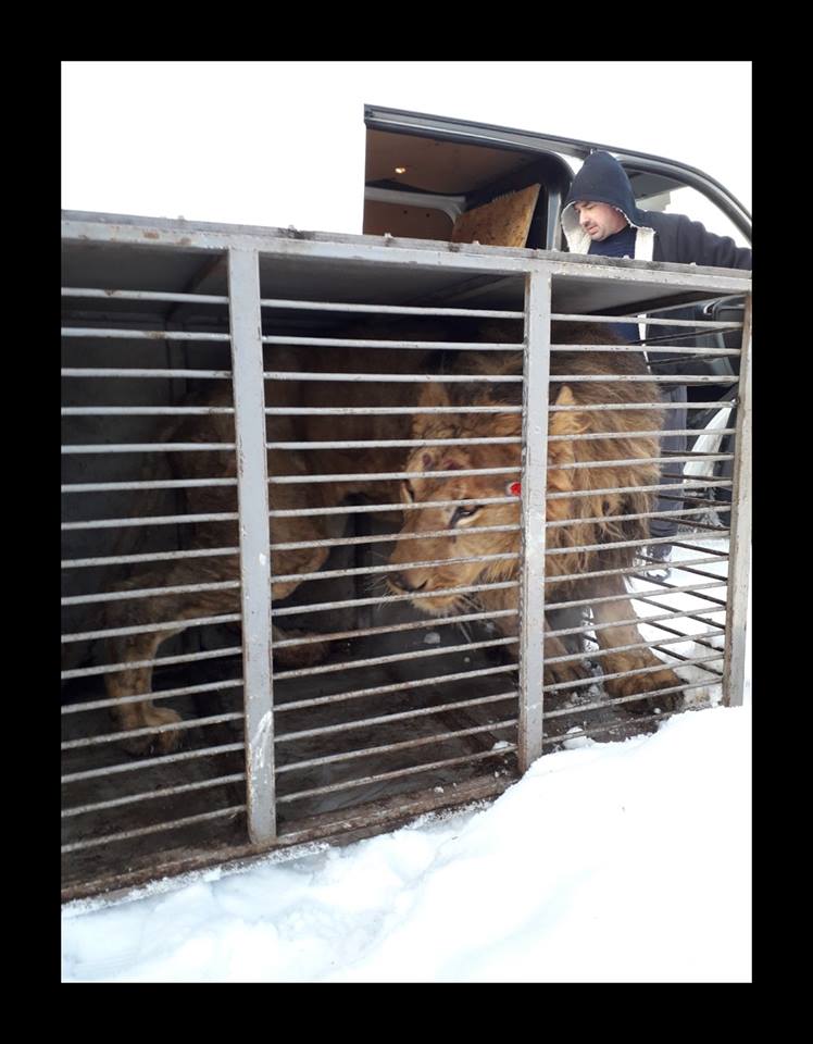 В Запорожской области умер лев, которого истощенным привезли из Покровска: зоозащитники требуют закрытия частного зоопарка (Фото)