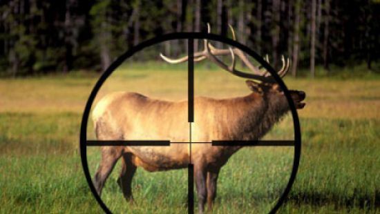 “Стреляют животных ради развлечения”: в Запорожье предупреждают о браконьерах