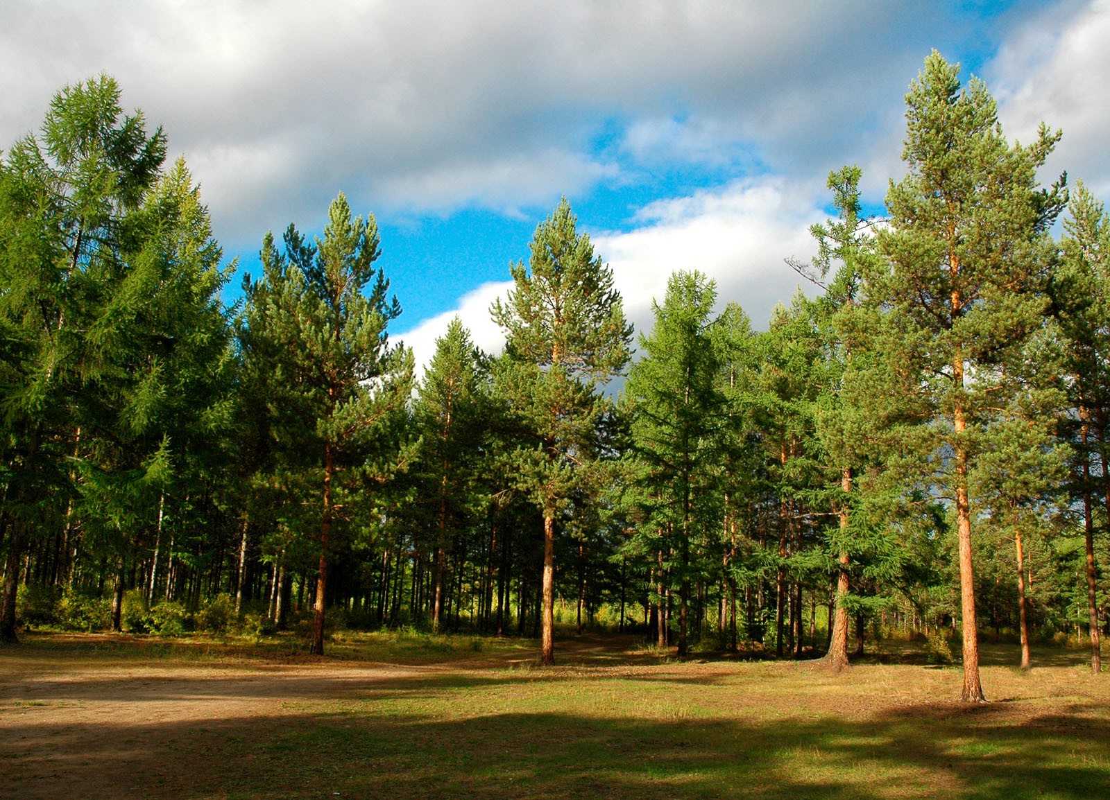 В Запорожской области под жилую застройку отдали лес на берегу Днепра
