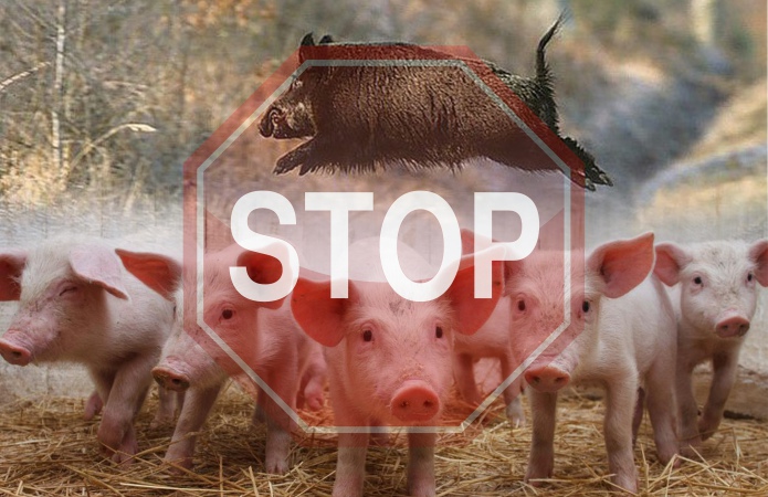 В Госпродпотребслужбе Запорожской области предупреждают об африканской чуме свиней