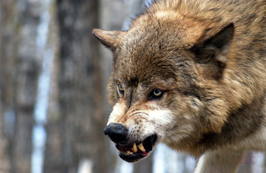 Нападение волка на людей в Запорожской области: стали известны результаты экспертизы