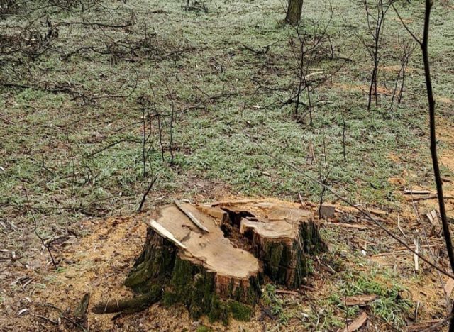 Фотофакт: у Запорізькій області бракон’єри випиляли дубовий гай