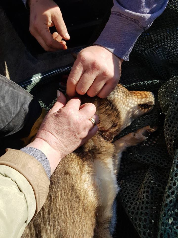 В Запорожской области из-за действий браконьеров страдают собаки (Видео)