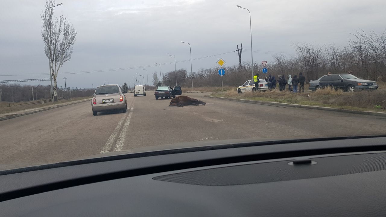 В Запорожье иномарка сбила лошадь (Фото)