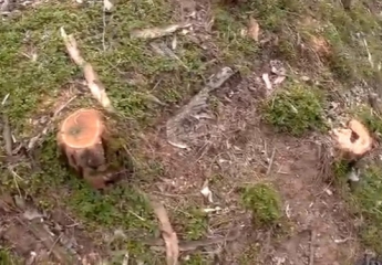 В одном из крупнейших лесных массивов Запорожского региона вырубили акации (Видео)