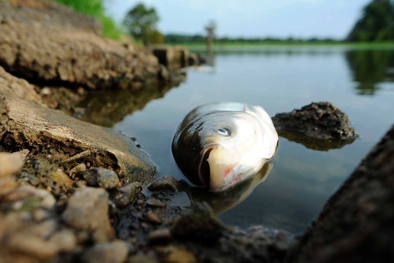 Мертвая рыба и браконьерские снасти: в Запорожской области расчистили водохранилище (Фото)