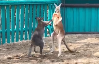 В сети появилось видео безобидной драки двух кенгуру в зоопарке запорожского курорта