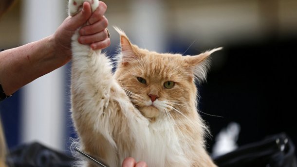 Больше 20 кг в 2 года: мелитопольского кота готовят для Книги рекордов Гиннесса (Фото)