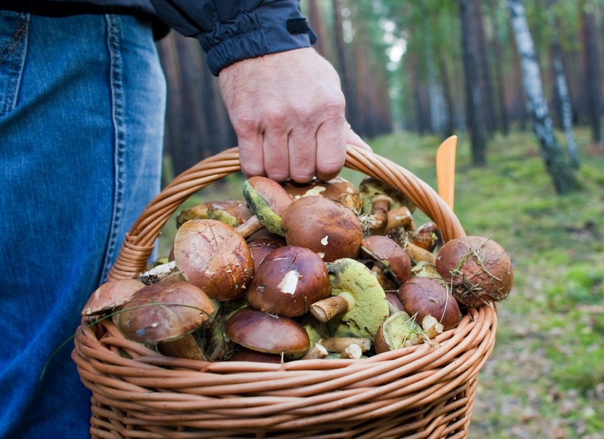 Фотофакт: в Запорожской области собрали первый весенний урожай грибов