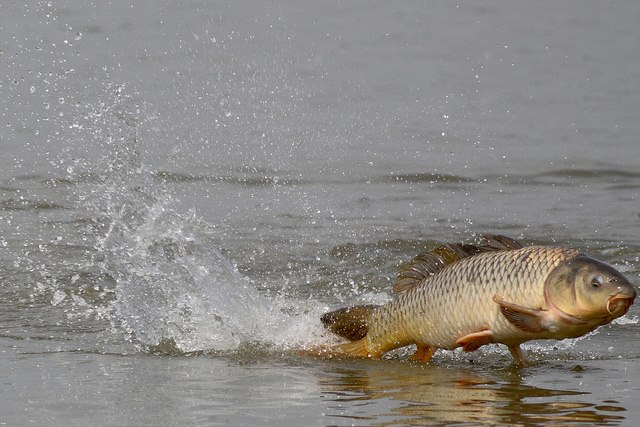 У Запорізькій області ще на одному водосховищі буде обмежено вилов риби