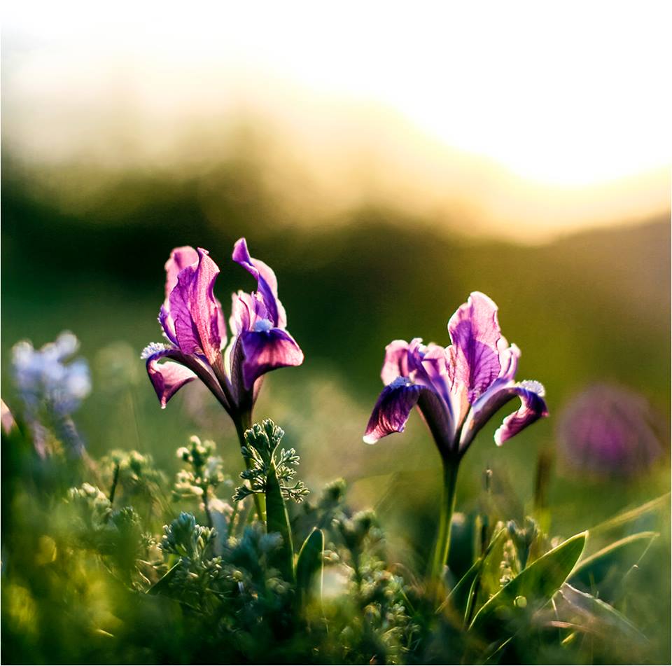 Фото дня: квітень на запорізькій Хортиці