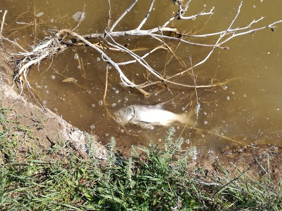 В водоеме Приморского района Запорожской области обнаружили мертвых толстолобов (Фото)