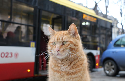 В Запорожье депутаты поддержали петицию о признании уличных котов частью экосистемы города