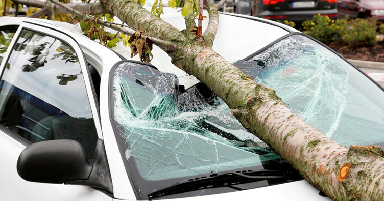 В Запорожье на проезжающий автомобиль рухнуло дерево (Фото, видео)
