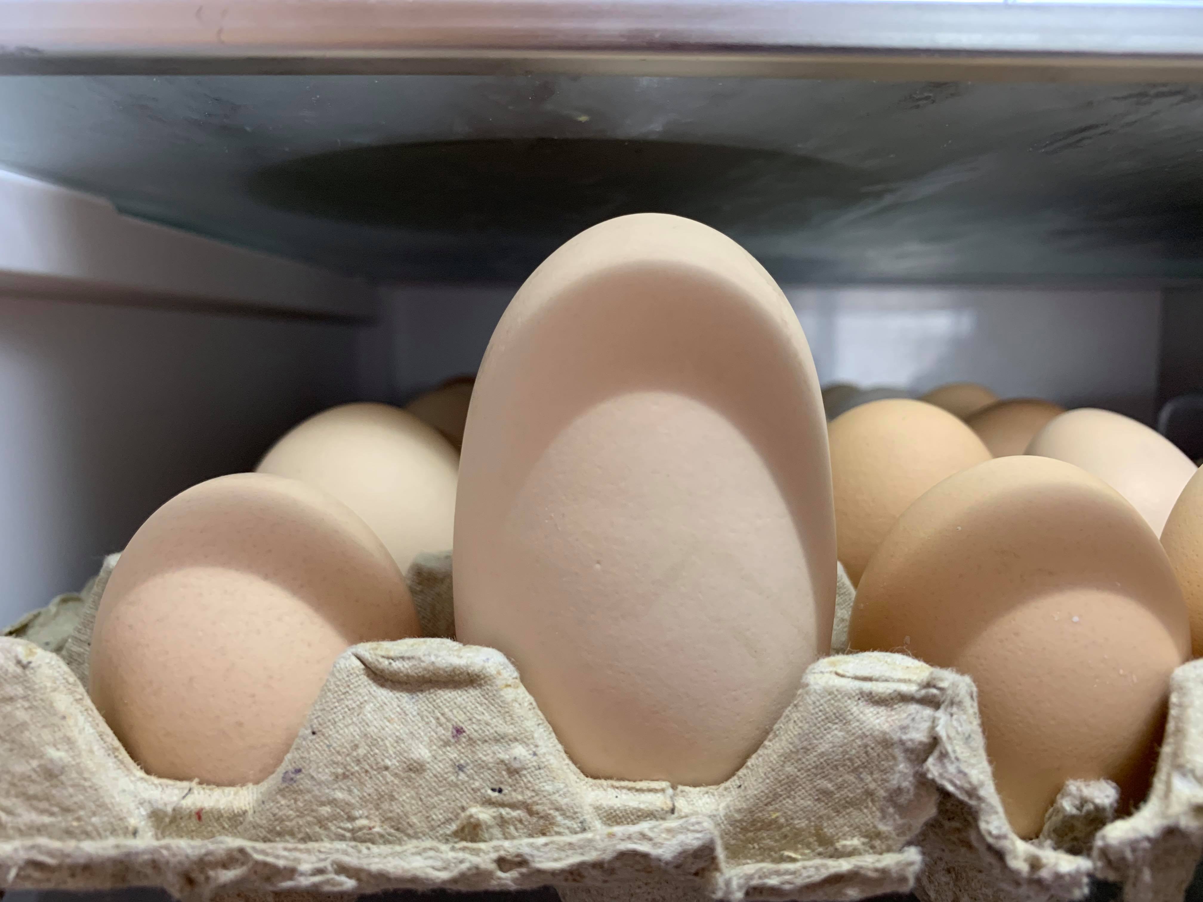 В Запорожской области курица-рекордсмен удивляет своих хозяев размером яиц (ФОТО)