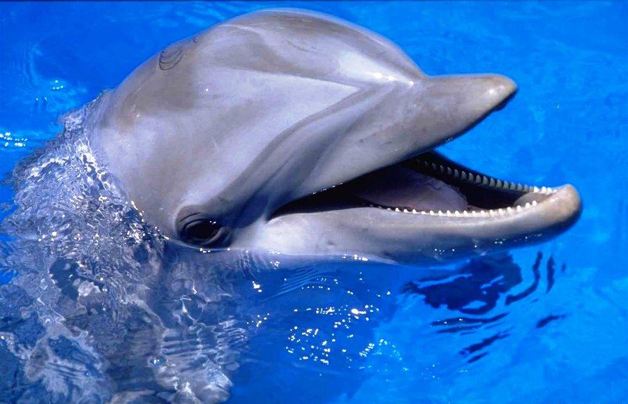 На запорожском курорте дельфин подплыл близко к берегу (Видео)