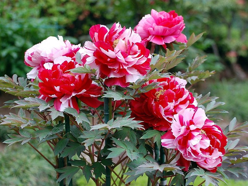 В Запорожском ботаническом саду расцвела юкка, пионы и дерево с розами (Фото)