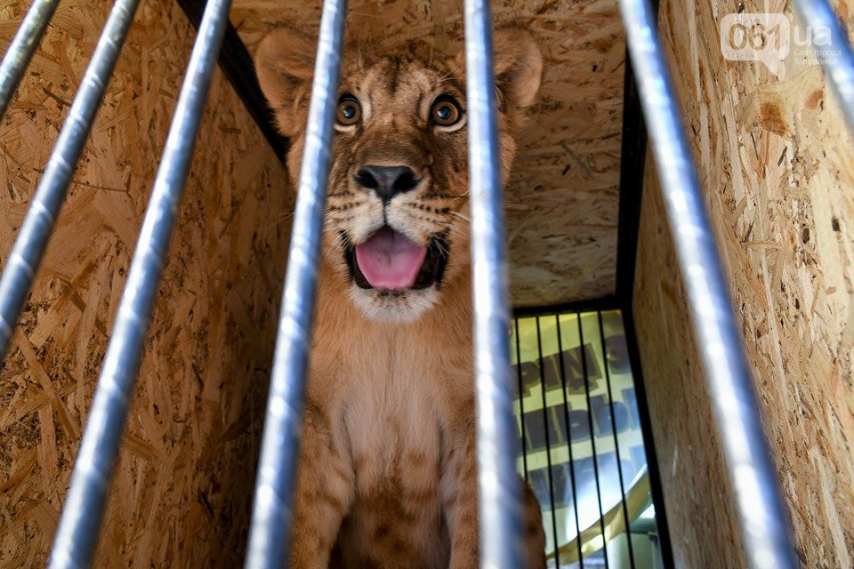 Львы из зоопарка в Запорожской области отправятся в Африку возобновлять популяцию (Фото)