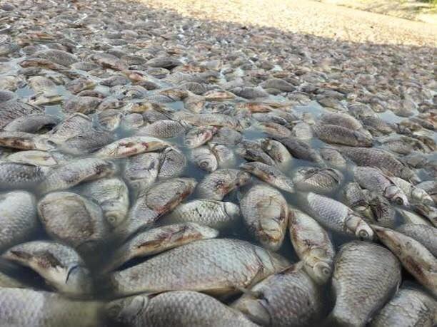 Кислородное голодание: сколько рыбы погибло из-за пересыхания реки в Запорожской области