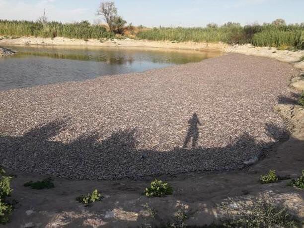 Река высохла, берег завален мёртвой рыбой: опубликованы новые видео об экологической катастрофе на реке в Запорожской области