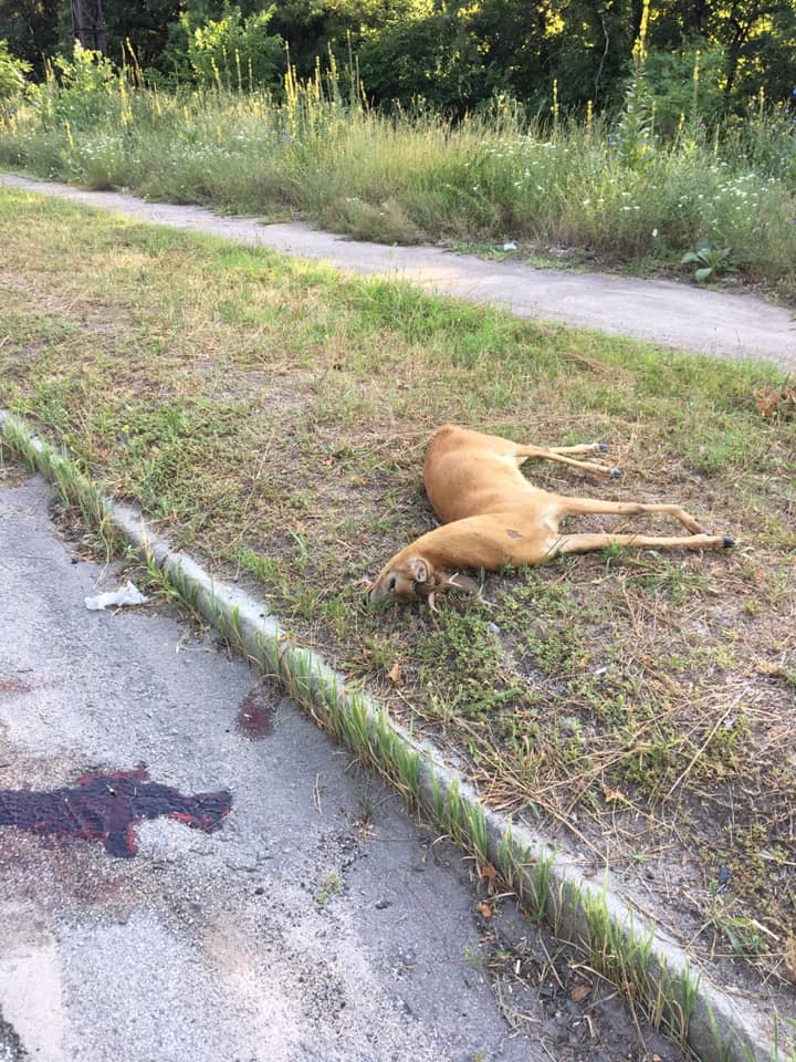 В Запорожье на Хортице убили молодого оленя (Фото)