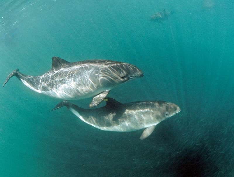 На азовском побережье снова выбросило на берег труп дельфина (ВИДЕО)