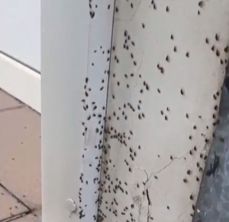 Нашествие жуков: насекомые терроризируют запорожцев