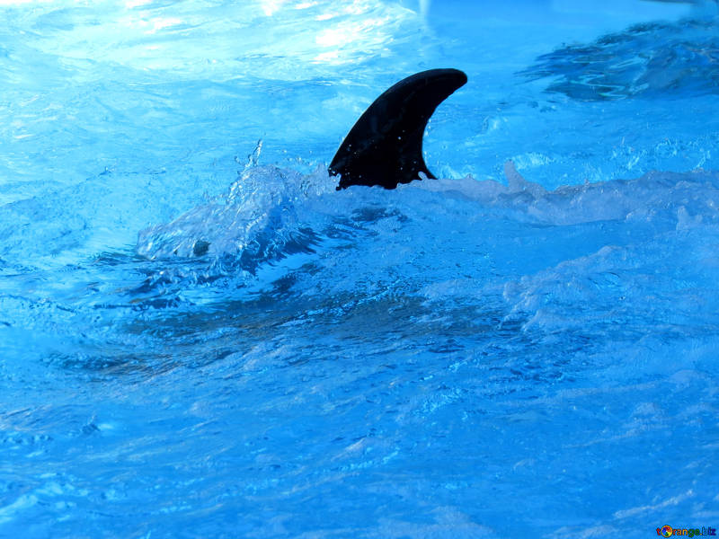 На запорожском Курорте продолжают гибнуть дельфины