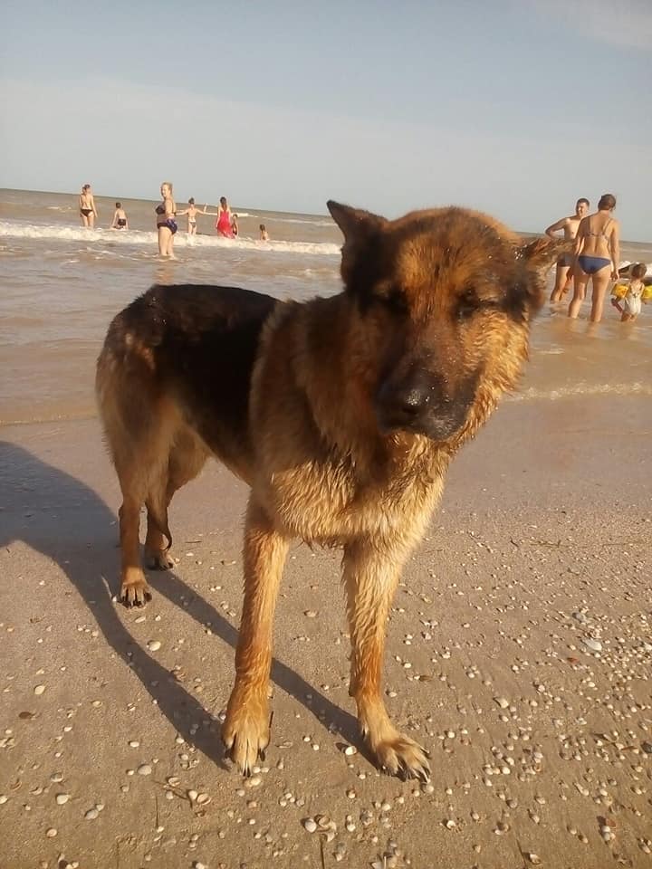 В Кирилловке появился свой “Хатико”: пёс ждёт утонувшую хозяйку