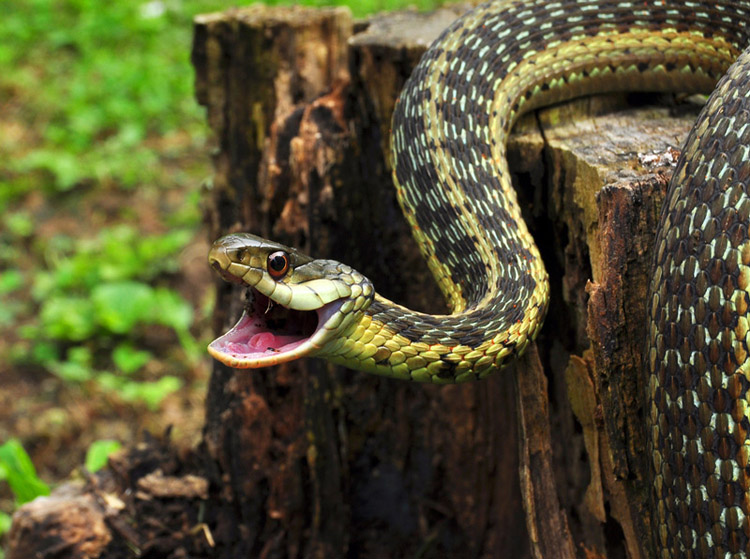 В Запорожской области девушку на огороде укусила змея