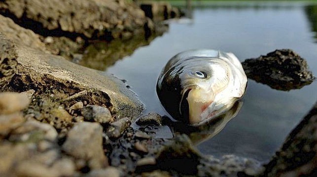 На запорожских водоемах организовано посты наблюдения за состоянием биоресурсов в связи с возможным мором рыбы из-за жары