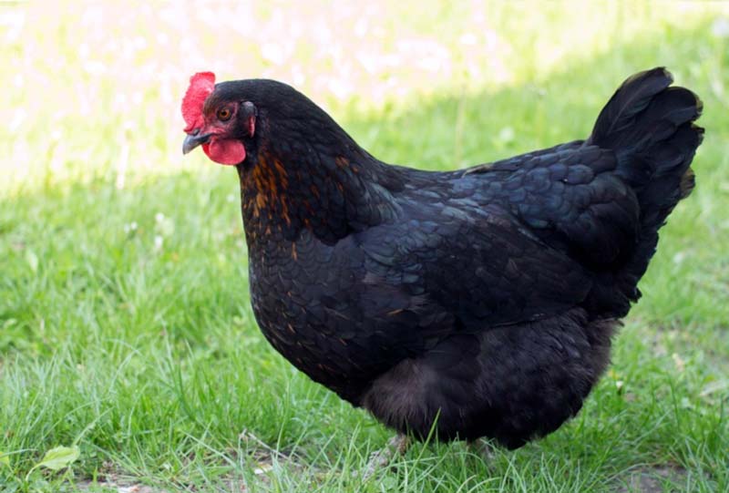 Жительница Запорожской области потеряла курицу: за информацию о ней обещает вознаграждение (Фото)