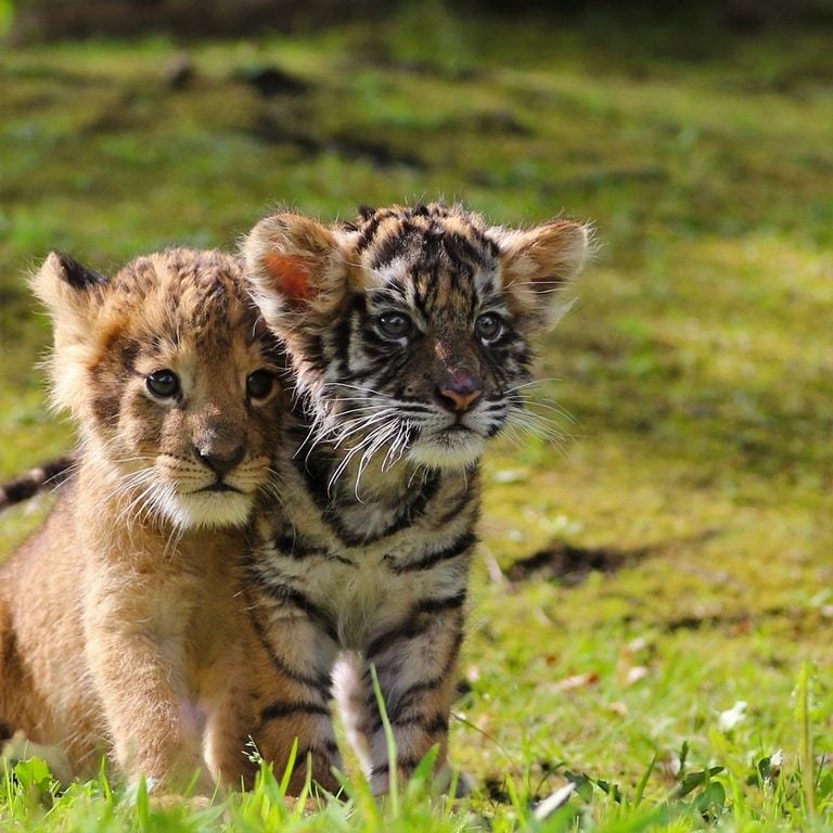 Подросшие львёнок и тигрёнок в зоопарке Запорожской области поселились в своём вольере (Фото)