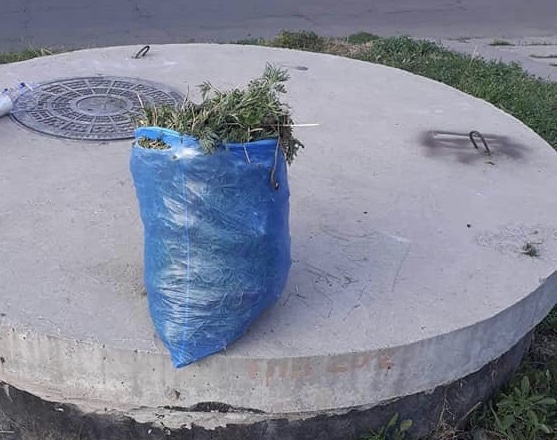 Чемпионат по вырыванию амброзии в Запорожье: стало известно, сколько кг опасного растения собрали горожане
