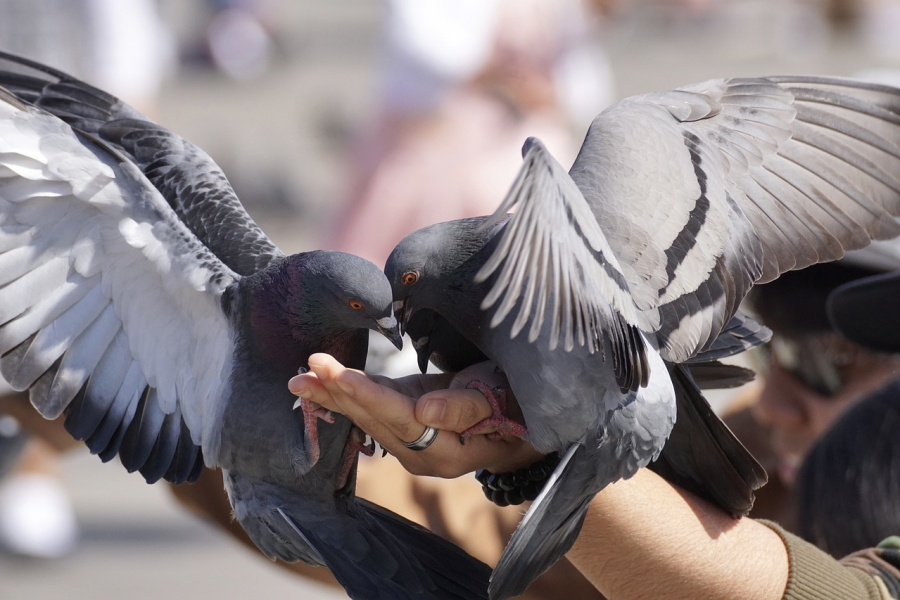 Запорожцы просят запретить кормить голубей возле жилых домов