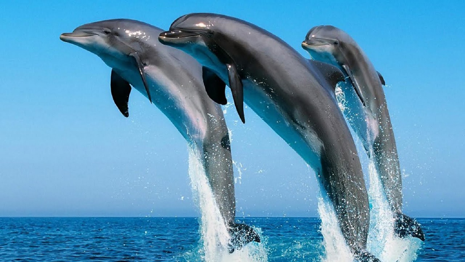 На запорожском курорте отдыхающие заметили семейство дельфинов (Видео)